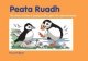 Peata Ruadh: How a Puffin Got his Beak