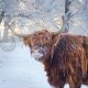 Winter Highland Cow in Snow Colour Art Greetings Card (LY)