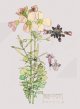Cuckoo Flower, Chiddingstone (1910) Gift Tag