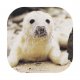 Grey Seal Pup Coaster