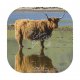 Highland Cow Reflection Coaster