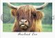 Heeland Coo Mug Shot Postcard (H A6 LY)