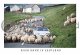 Rush Hour In Scotland Postcard (H A6 LY)