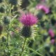 Scottish Thistle Colour Photo Greetings Card (LY)